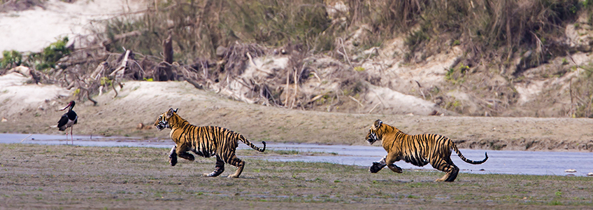 Indian tiger fort tour